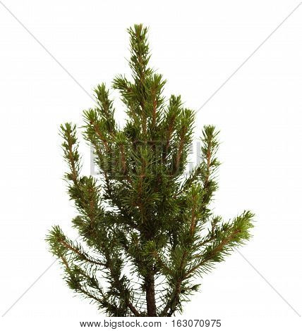 Small Spruce Isolated