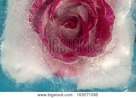 Frozen Flora - Rose