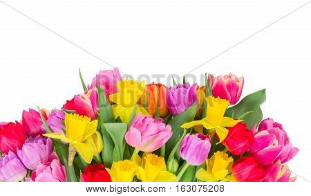 fresh pink, purple and red tulips and yellow daffodils border isolated on white background