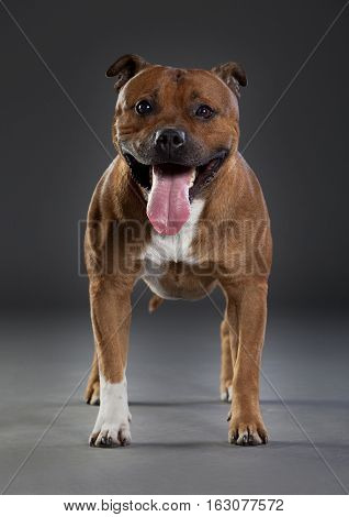 Happy brown and white staffordshire dog in studio smiling