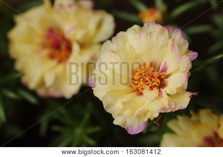 Two white and pink vygies in a garden