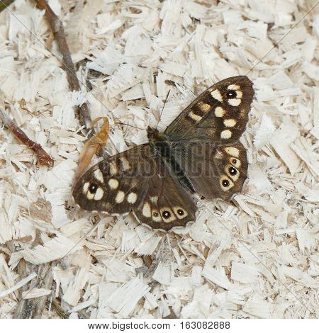 Speckled Wood (Pararge aegeria) butterfly,photo taken in Czech republic