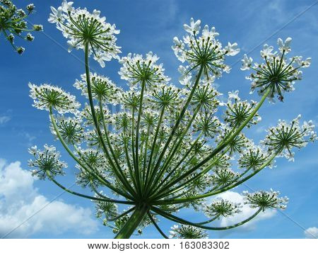 Heracleum Mantegazzianum Flower, Caucasus