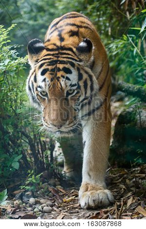 Closeup View Of A Amur Tiger In The Forest