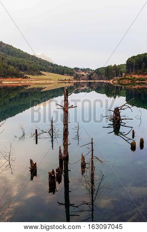 tree trunks in water in lake doksa