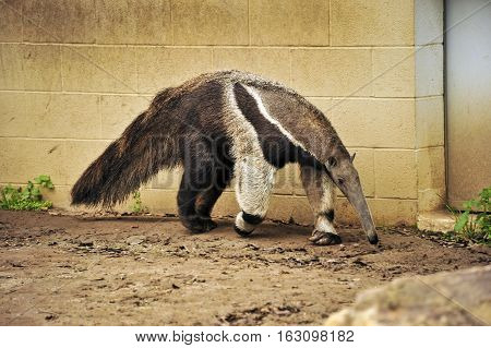 This is a photo of an ant eater.