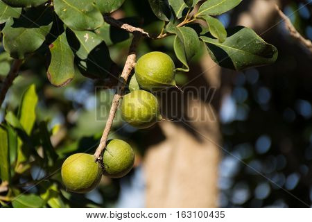 Macadamia nuts on the evergreen tree macadamia plantation - expensive fat nuts