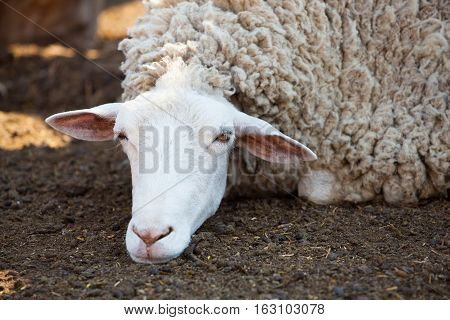 sheep in the corral for cattle and sleeping after a walk in a pasture. Breeding animals on the farm.