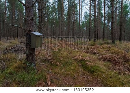 Mailbox hanging on a tree in the mittle of a forest