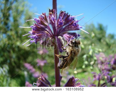Salvia officinalis is a large genus of perennial herbaceous plants and shrubs