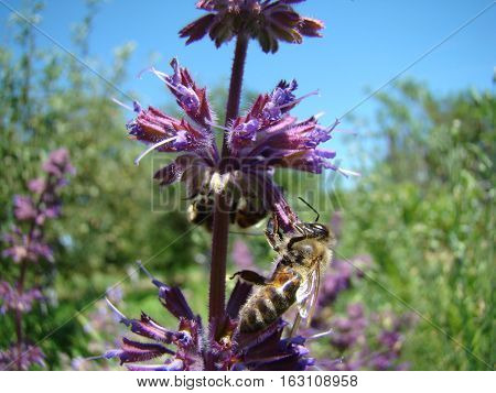 Salvia officinalis is a large genus of perennial herbaceous plants and shrubs