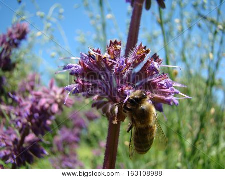 Salvia officinalis is a large genus of perennial herbaceous plants and shrubs