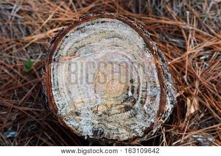 center tree stump age rings mama humps cutting