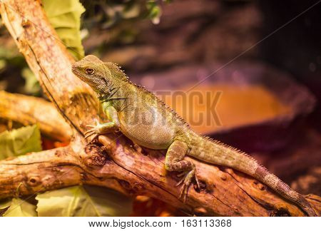 Live wild reptiles lizards shot close-up in nature