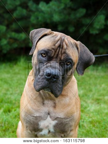 Closeup portrait. Young puppy (age five months) of dog breed South African Boerboel (South African Mastiff)