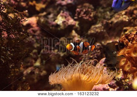 Clownfish, Amphiprioninae, in a marine fish and reef aquarium, staying close to its host anemone