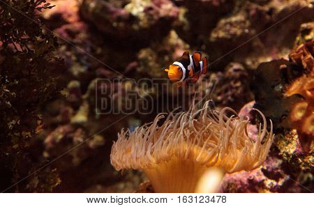 Clownfish, Amphiprioninae, in a marine fish and reef aquarium, staying close to its host anemone