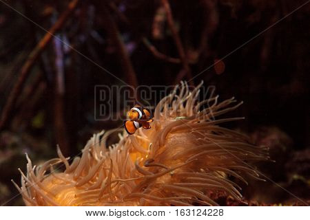 Clownfish, Amphiprioninae, in a marine fish and reef aquarium, staying close to its host anemone