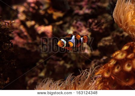 Clownfish, Amphiprioninae, in a marine fish and reef aquarium, staying close to its host anemone