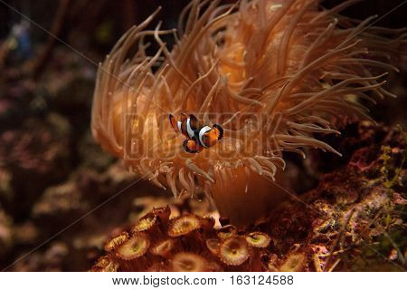 Clownfish, Amphiprioninae, in a marine fish and reef aquarium, staying close to its host anemone