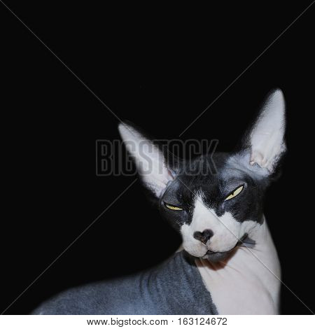 Hairless Sphynx cat isolated on a black background