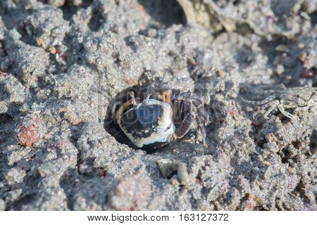 Fiddler Crab walking in the mangrove mud