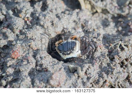 Fiddler Crab walking in the mangrove mud