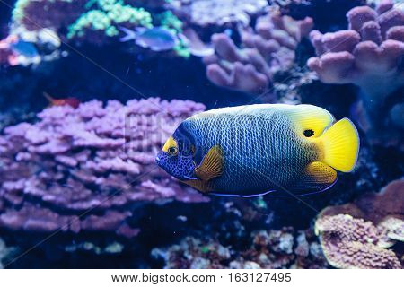 Blue faced angelfish Pomacanthus xanthometopon in a coral reef.