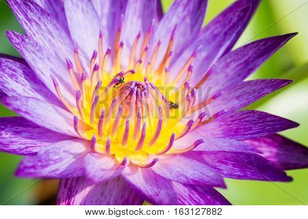 Beautiful Purple water lilly or Lotus with bee