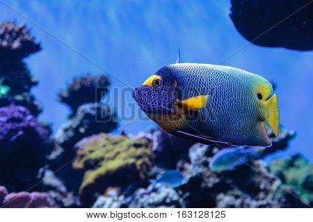 Blue faced angelfish Pomacanthus xanthometopon in a coral reef.