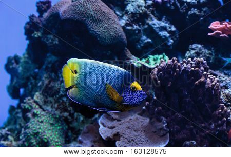 Blue faced angelfish Pomacanthus xanthometopon in a coral reef.