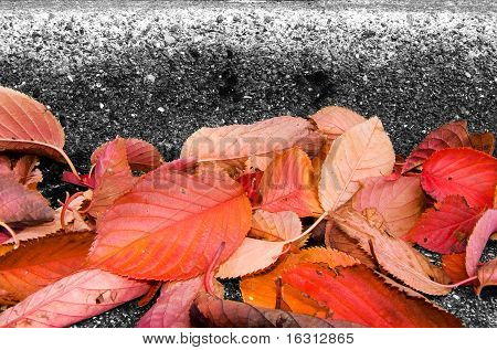 秋の紅葉