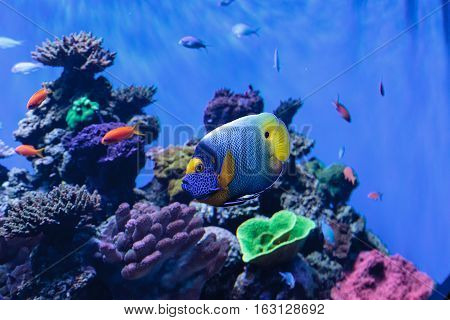 Blue faced angelfish Pomacanthus xanthometopon in a coral reef.