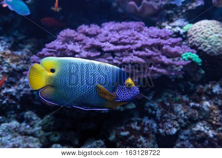 Blue faced angelfish Pomacanthus xanthometopon in a coral reef.