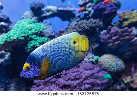 Blue faced angelfish Pomacanthus xanthometopon in a coral reef.