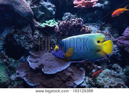 Blue faced angelfish Pomacanthus xanthometopon in a coral reef.