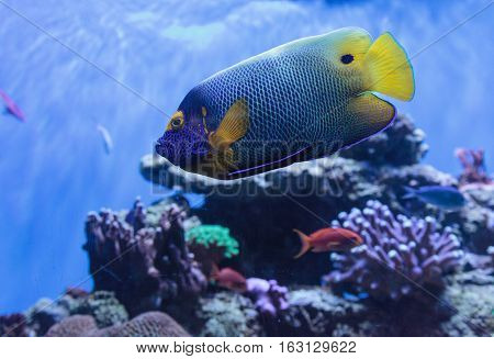 Blue faced angelfish Pomacanthus xanthometopon in a coral reef.