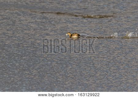 Dabckick (tachybaptus Ruficollis)