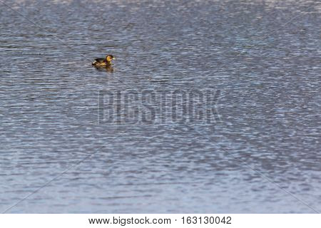 Dabckick (tachybaptus Ruficollis)