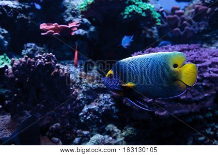 Blue faced angelfish Pomacanthus xanthometopon in a coral reef.