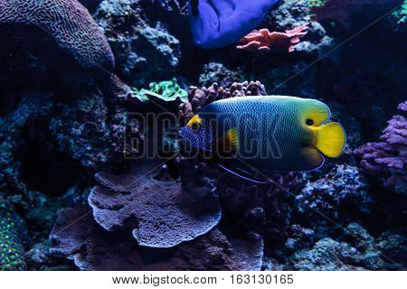 Blue faced angelfish Pomacanthus xanthometopon in a coral reef.