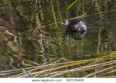 Dabckick (tachybaptus Ruficollis)