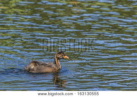 Dabckick (tachybaptus Ruficollis)