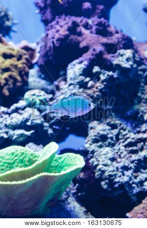 Blue Green chomis fish, Chromis viridis, has a pale green color and is found on the reef