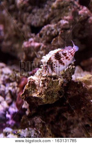 Falco hawkfish Cirrhitichthys falco perches on coral and waits for prey in a reef aquarium.