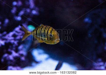 Golden Jack Gnathanodon speciosus swims in an aquarium.
