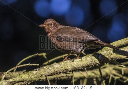 Blackbird (turdus Merula)