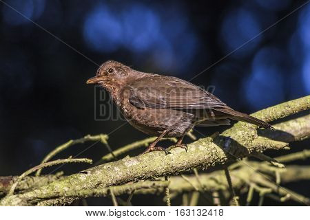Blackbird (turdus Merula)