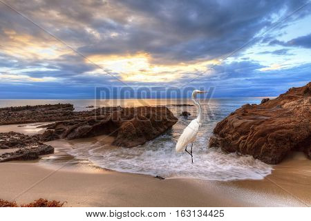 Sunset over the rocks at Pearl Street Beach with a great egret, Ardea alba, in Laguna Beach, California, USA