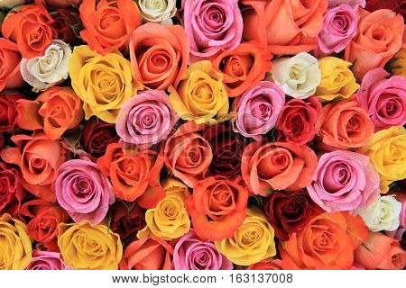 Multicored wedding roses: a mix of orange red pink and white
